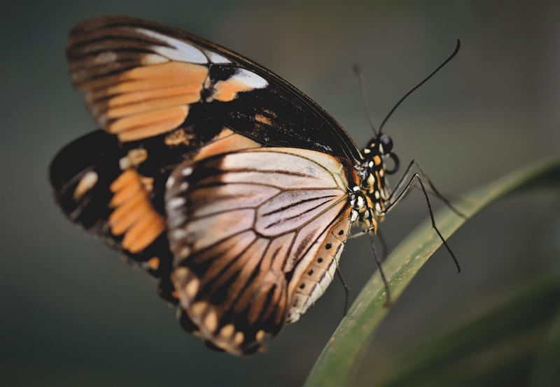 The Butterfly Effect